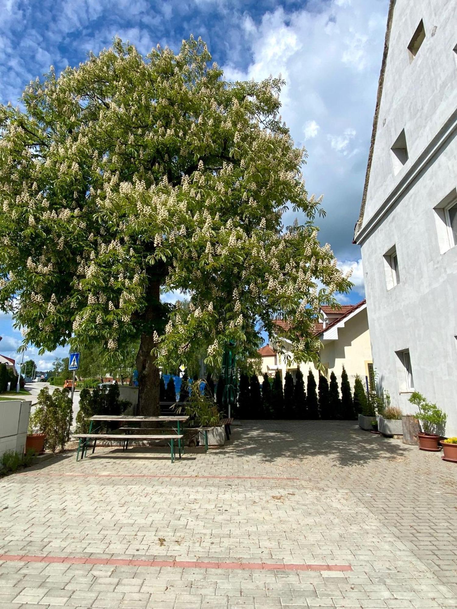 Ubytovna Kaplice Bagian luar foto